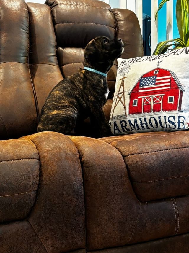 Cane Corso Puppies media 8