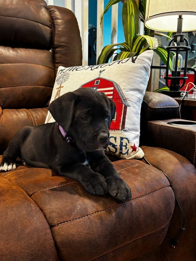 Cane Corso Puppies media 6