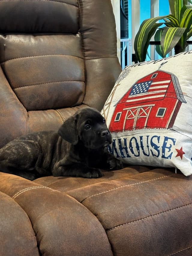 Cane Corso Puppies media 9