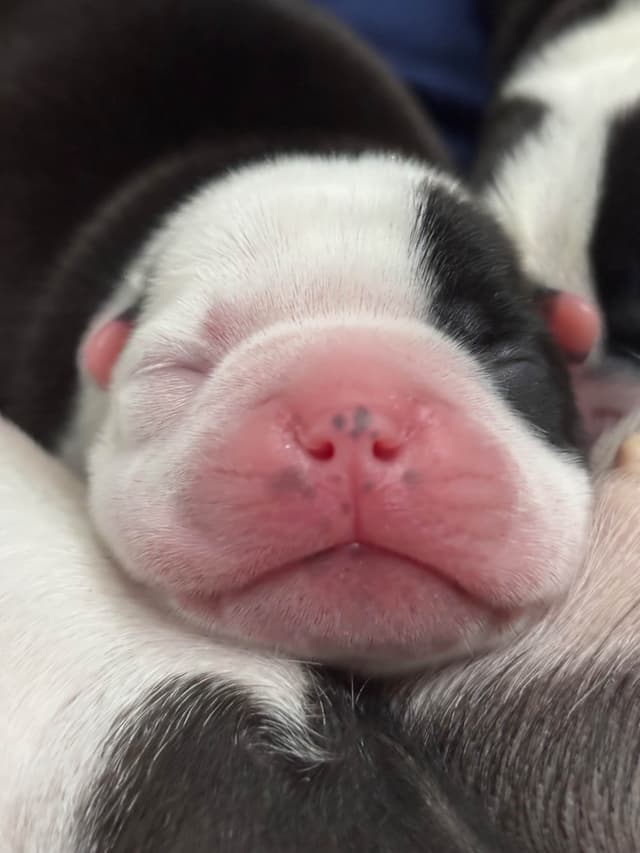 Marisol Boston Terriers media 4