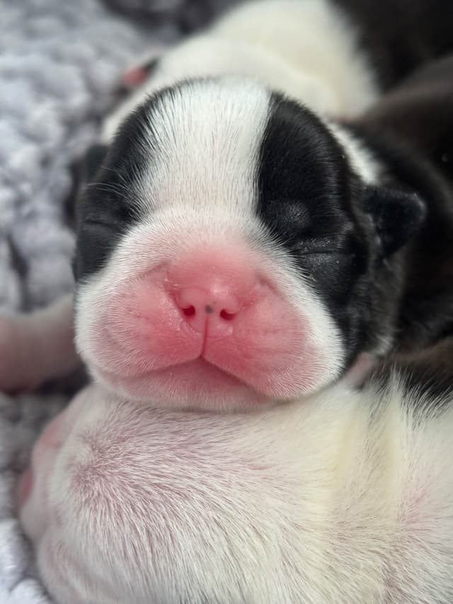Marisol Boston Terriers media 2