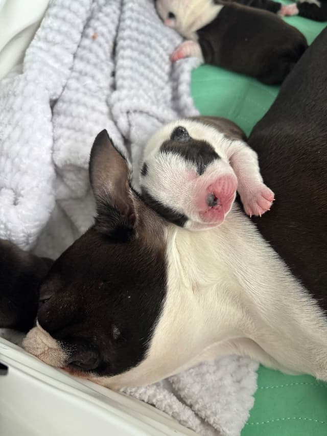 Marisol Boston Terriers media 3