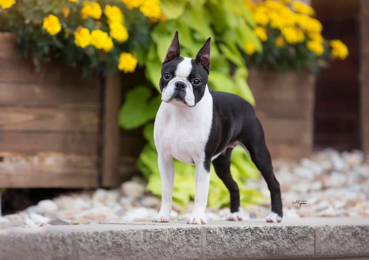 Marisol Boston Terriers breeder image 1