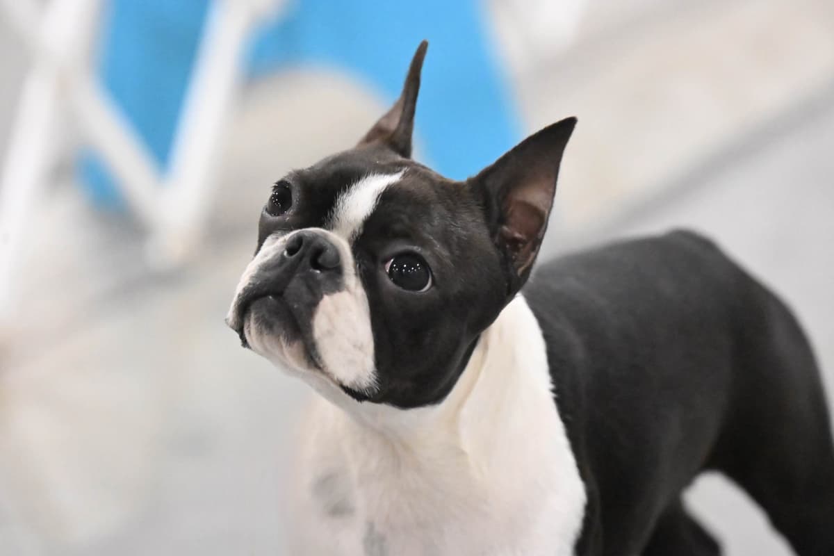 Marisol Boston Terriers breeder image 3