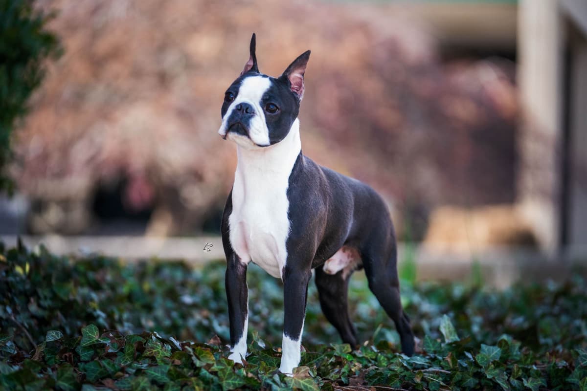 Marisol Boston Terriers breeder image 6
