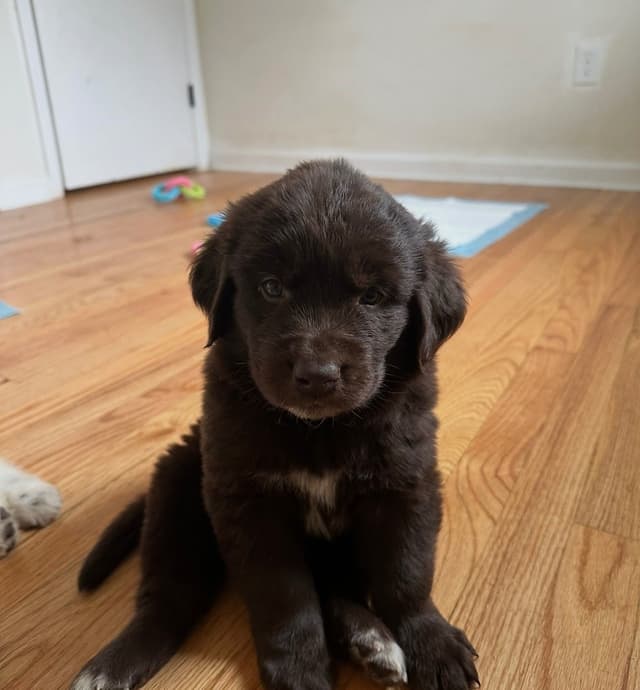 Newfoundland Puppies media 2