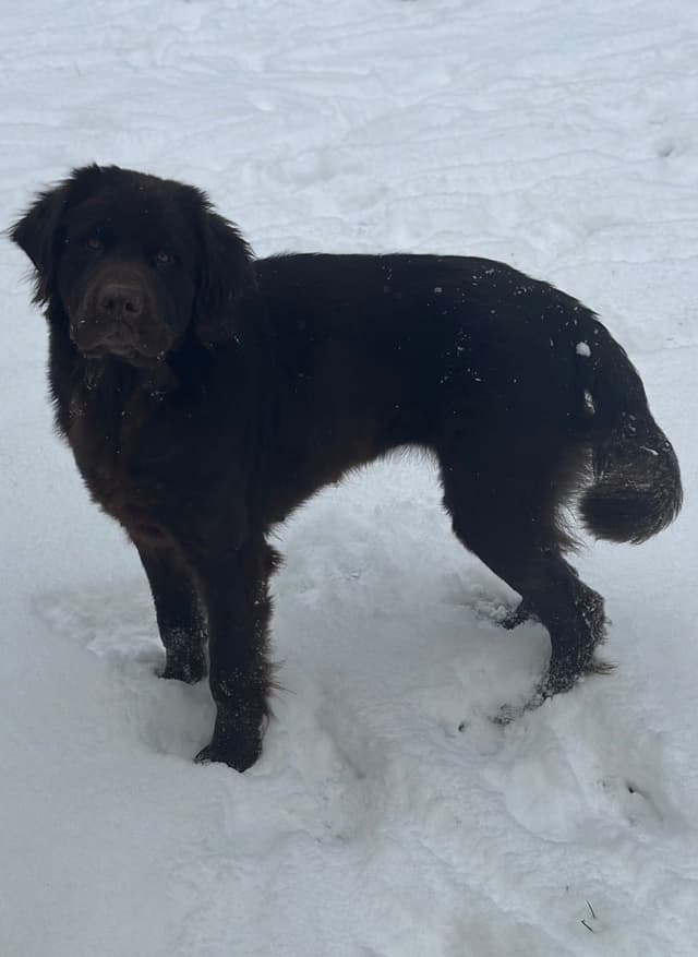 Newfoundland Puppies media 3