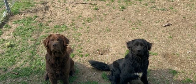 Newfoundland Puppies media 4