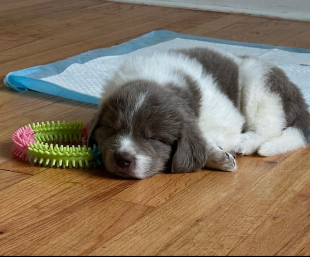 Newfoundland Puppies media 7