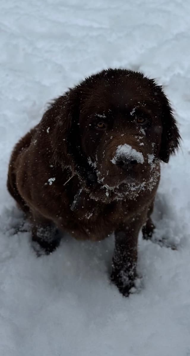 Newfoundland Puppies media 6