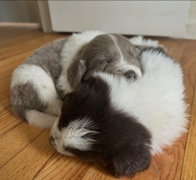 Newfoundland Puppies media 5