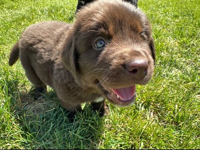 Newfoundland Puppies media 9