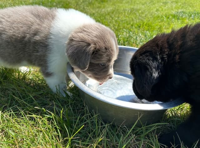 Newfoundland Puppies media 8