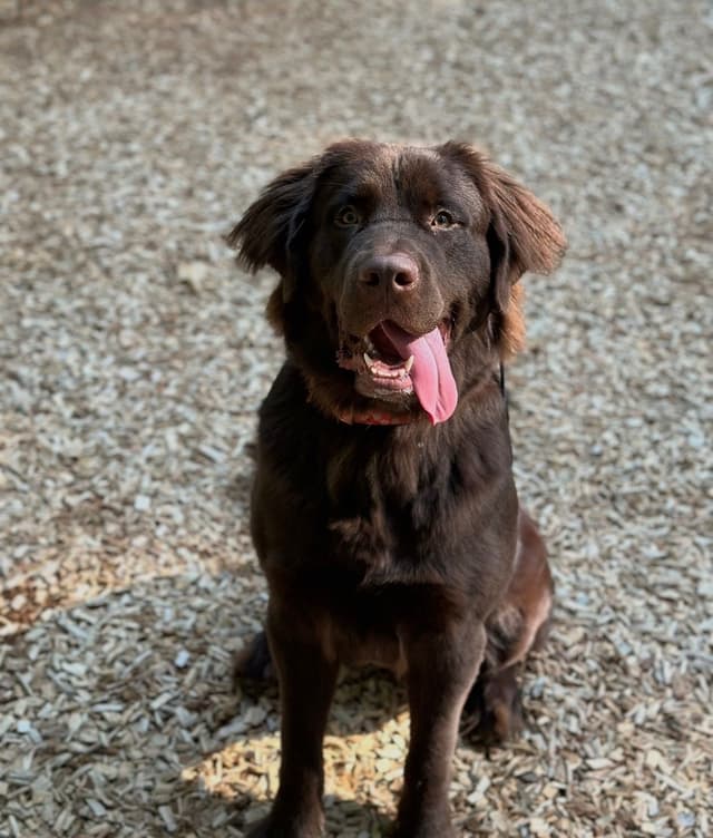 Newfoundland Puppies media 10
