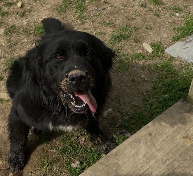 Newfoundland Puppies media 11