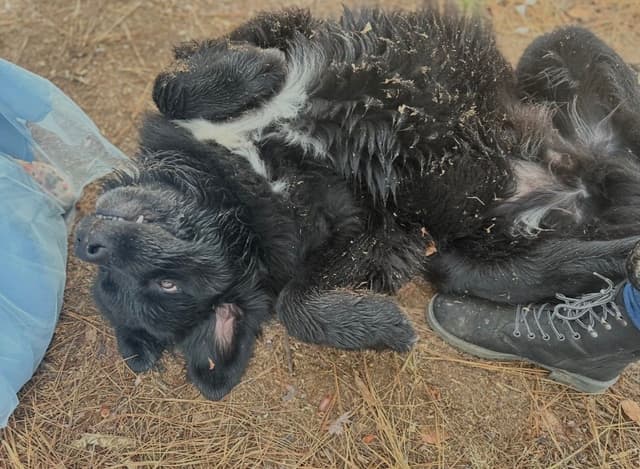 Newfoundland Puppies media 12