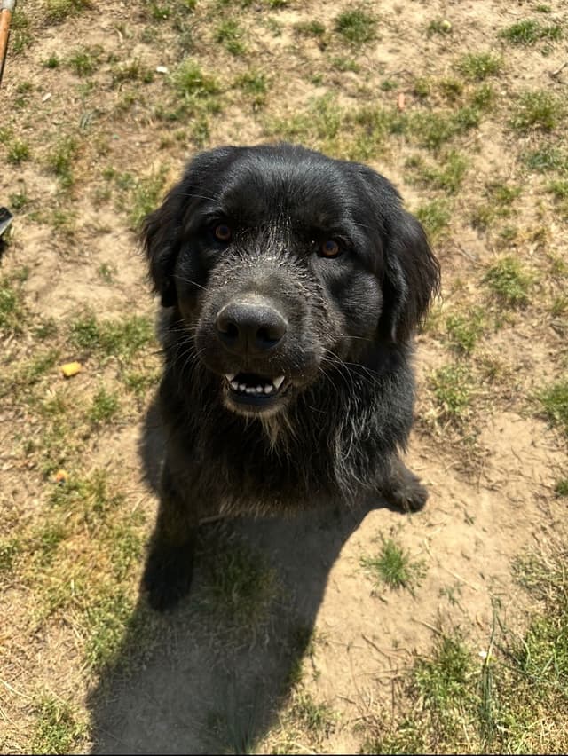 Newfoundland Puppies media 13