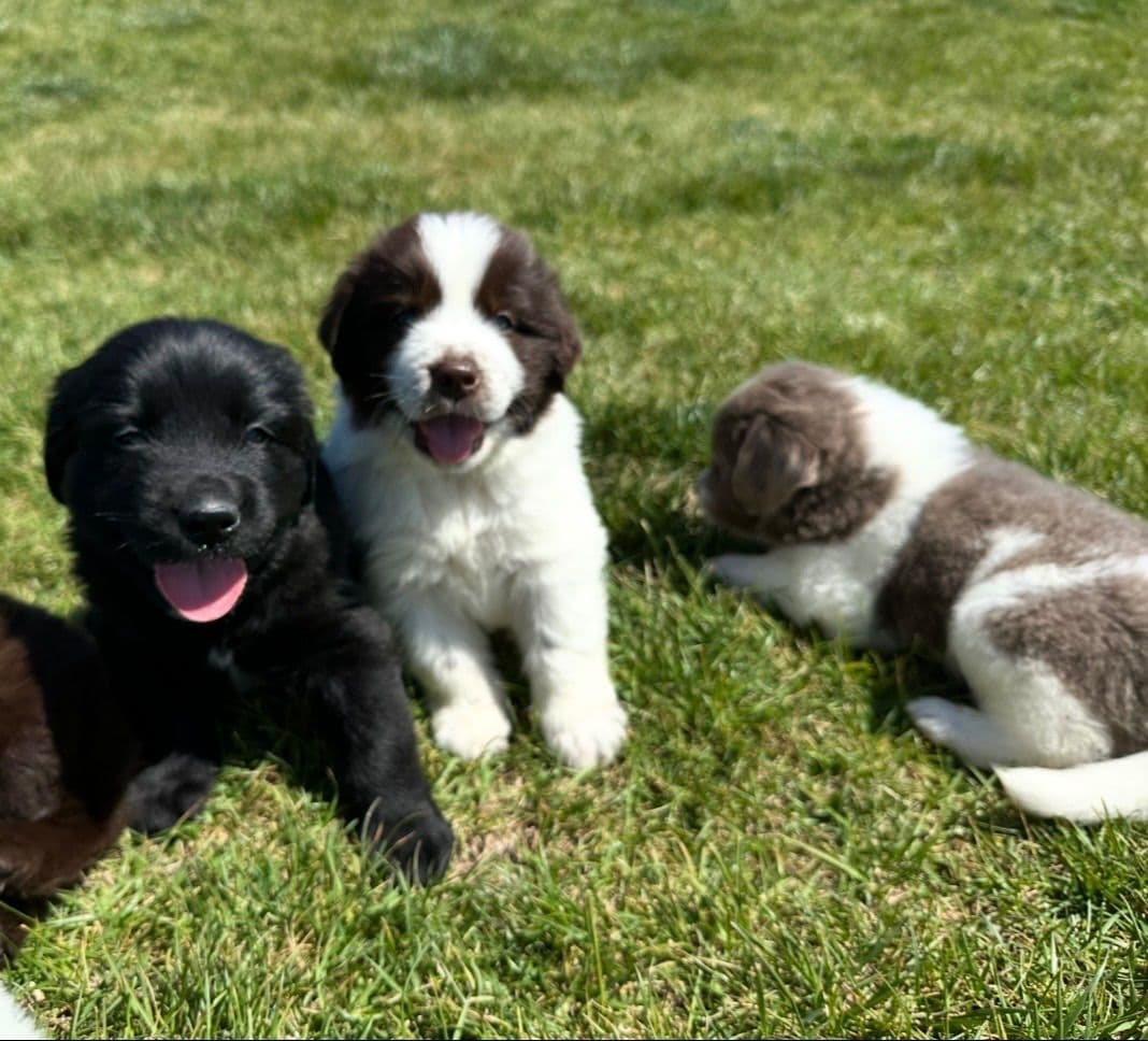 Newfoundland Puppies breeder image 1