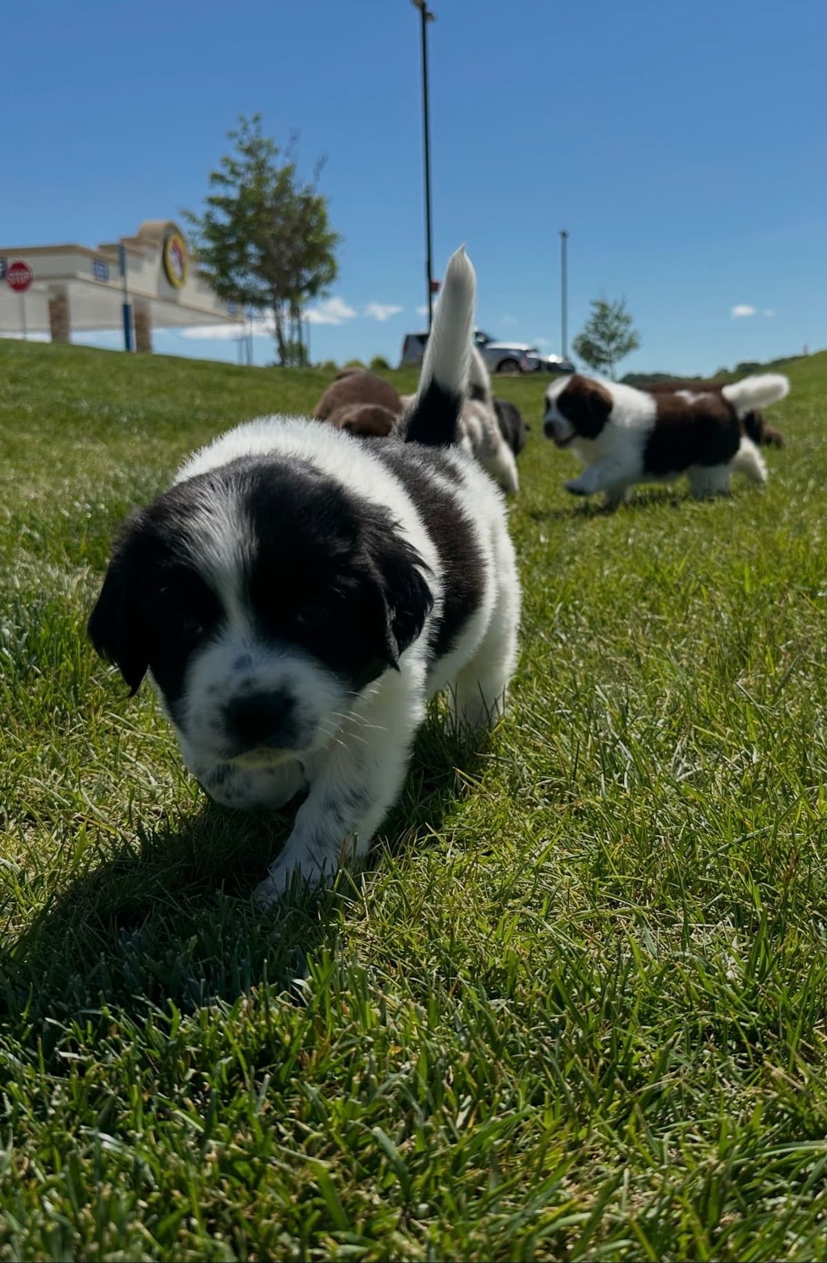 Newfoundland Puppies breeder image 2