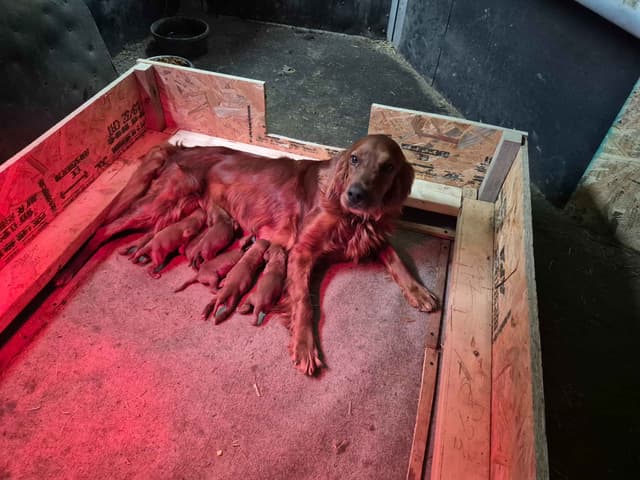 Irish Setter Puppies media 2