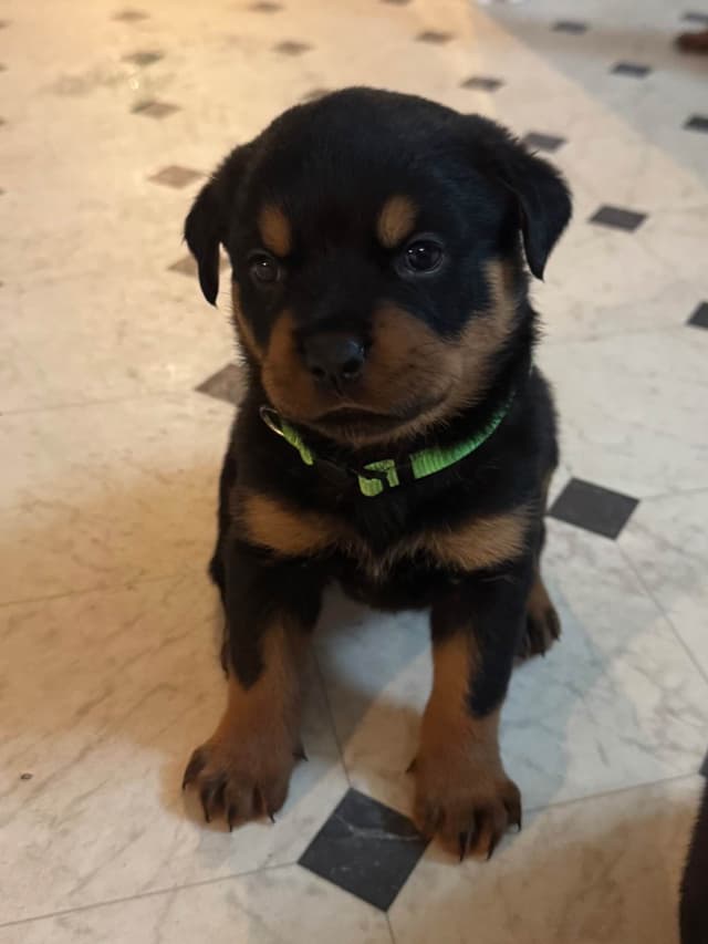 Larsh Rottweiler Puppies media 2