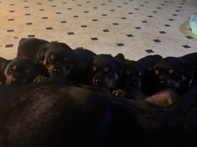 Larsh Rottweiler Puppies media 3