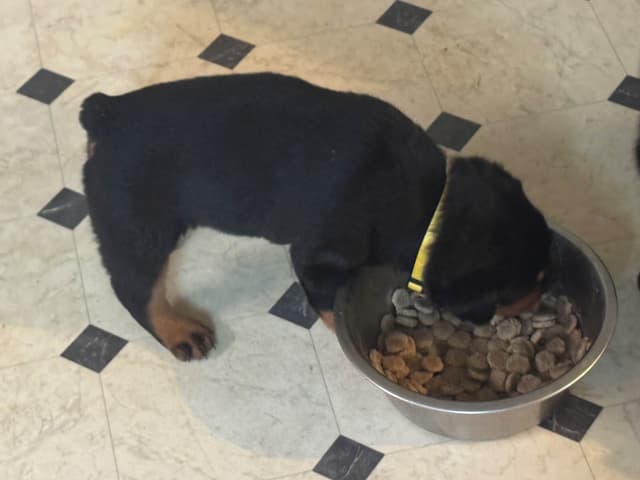 Larsh Rottweiler Puppies media 5