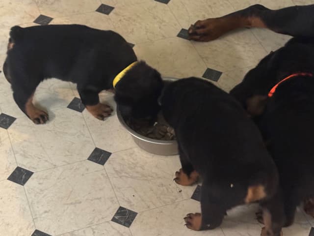 Larsh Rottweiler Puppies media 7