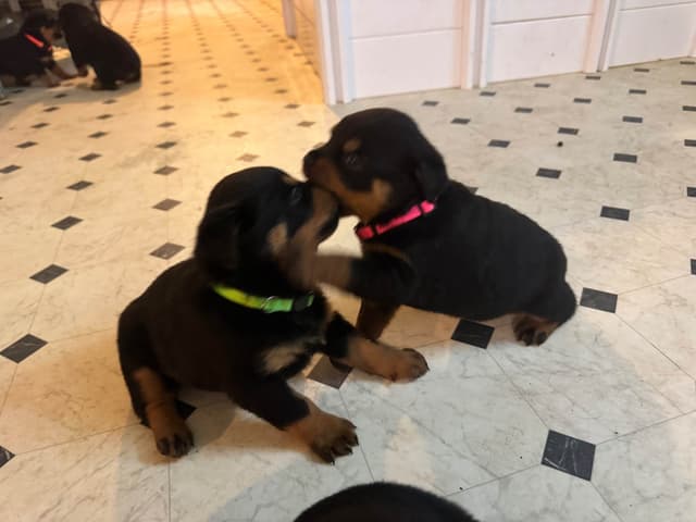 Larsh Rottweiler Puppies media 6