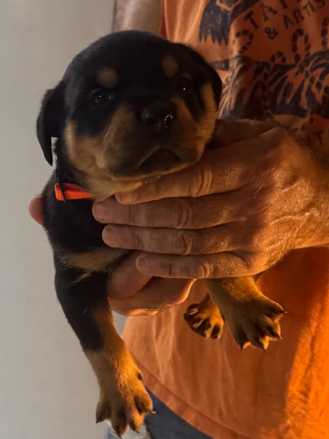 Larsh Rottweiler Puppies media 8