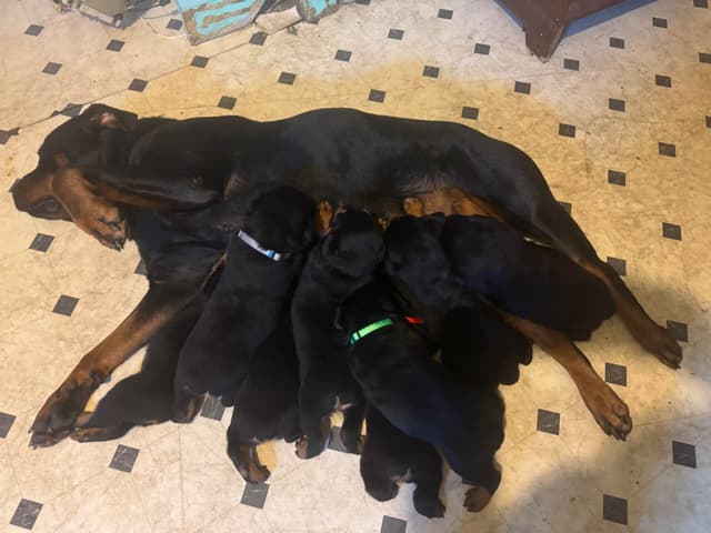 Larsh Rottweiler Puppies media 9