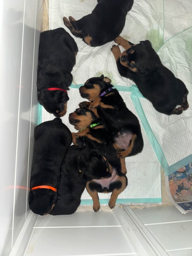 Larsh Rottweiler Puppies media 10