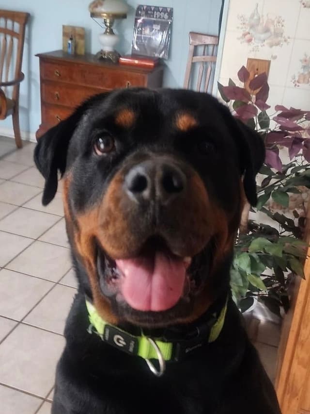 Larsh Rottweiler Puppies media 11