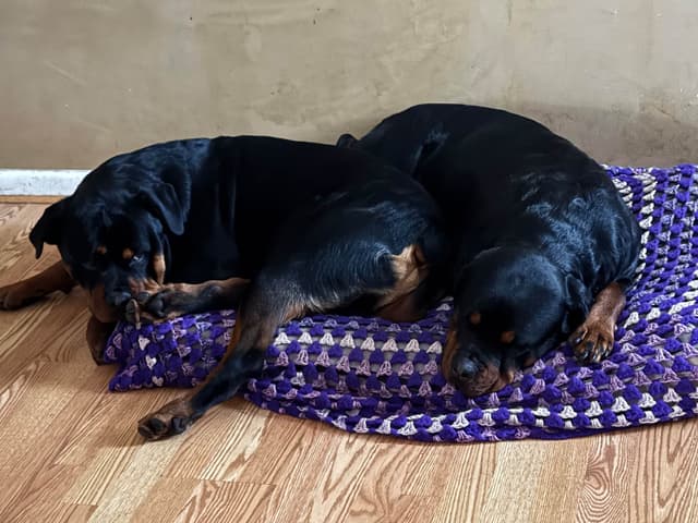 Larsh Rottweiler Puppies media 12
