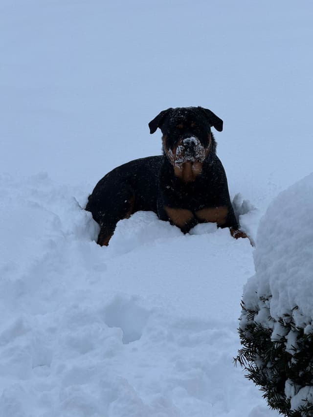 Larsh Rottweiler Puppies media 13