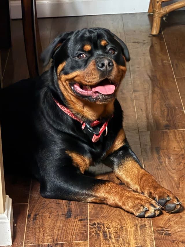Larsh Rottweiler Puppies media 14