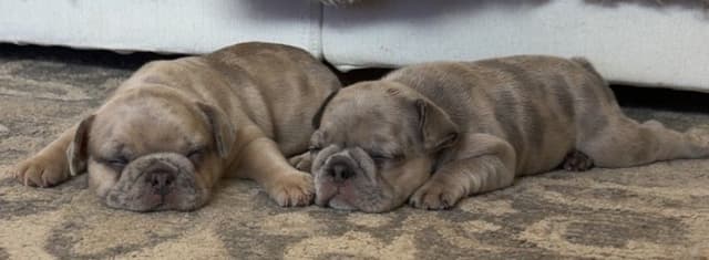 French Bulldog Puppies media 3