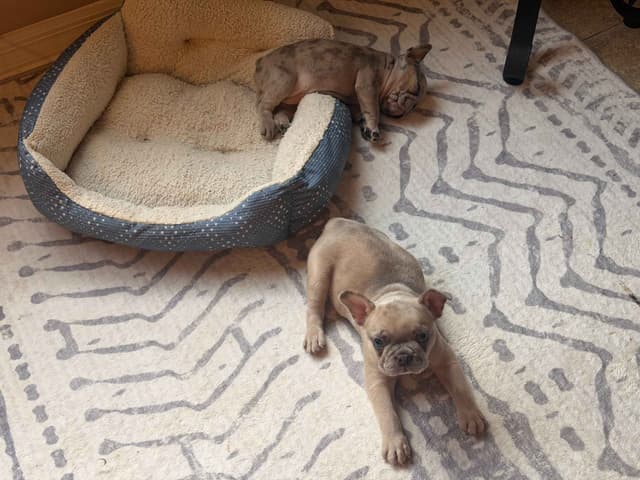 French Bulldog Puppies media 8
