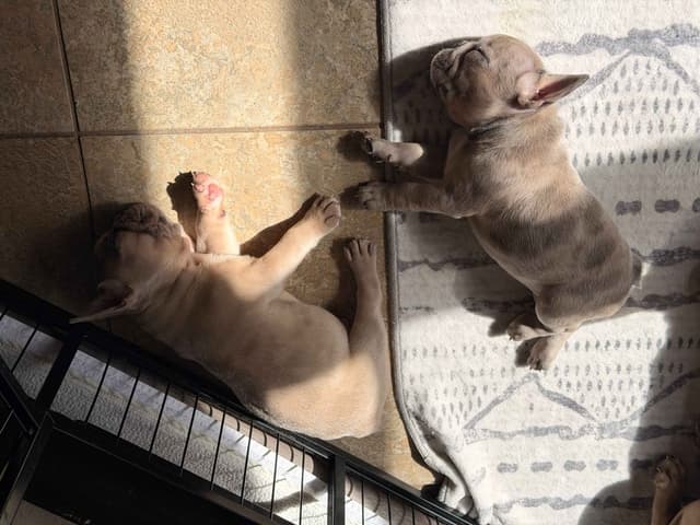 French Bulldog Puppies media 7