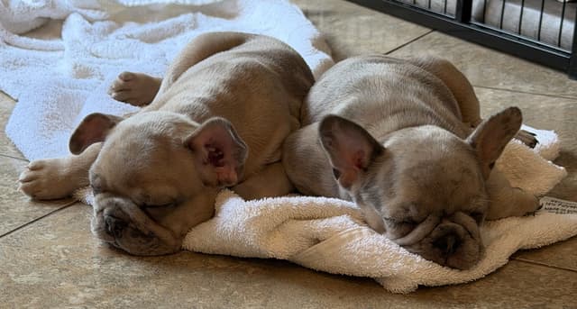 French Bulldog Puppies media 6