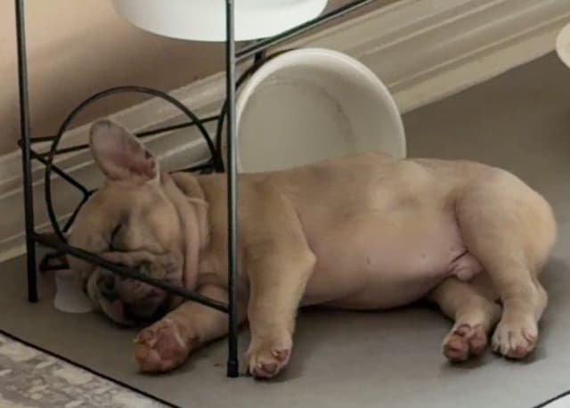 French Bulldog Puppies media 9