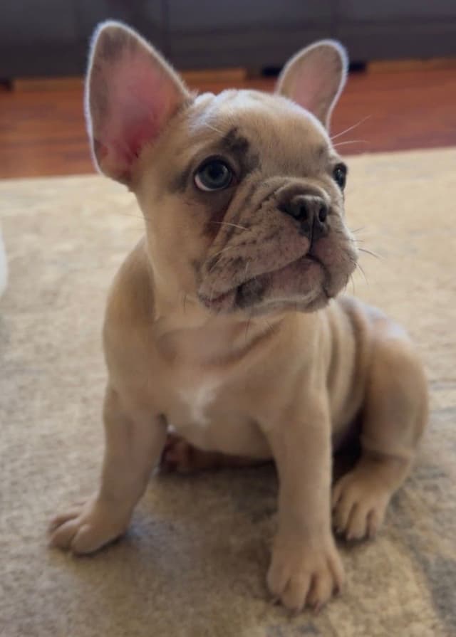 French Bulldog Puppies media 10