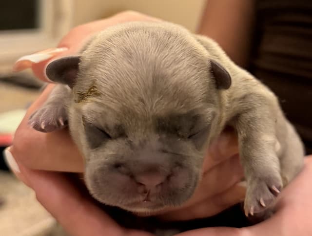 French Bulldog Puppies media 4