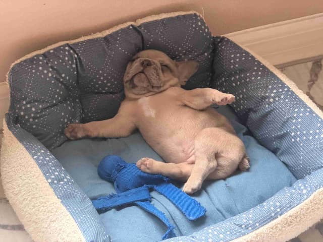 French Bulldog Puppies media 12