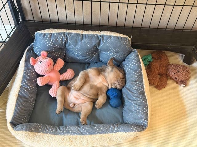 French Bulldog Puppies media 16