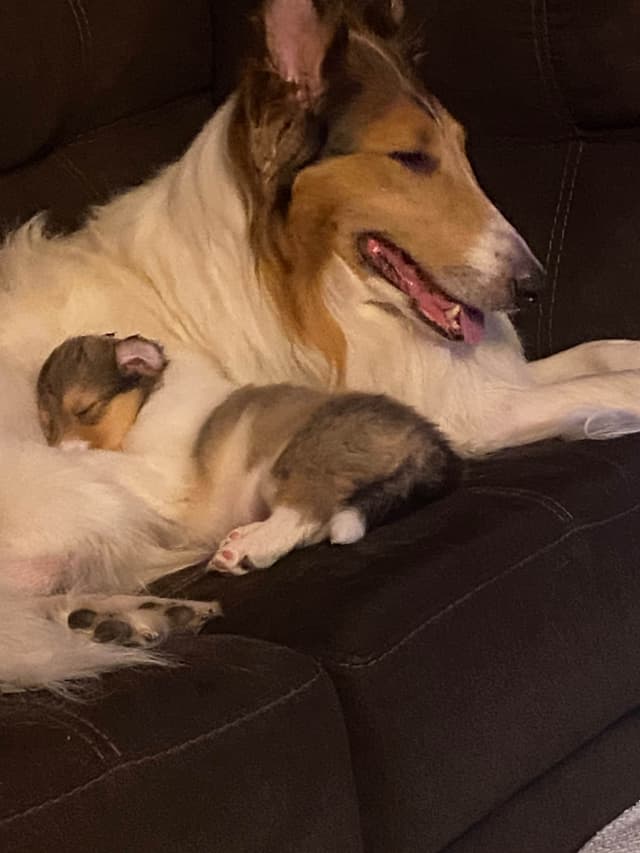 Collie Puppies media 3