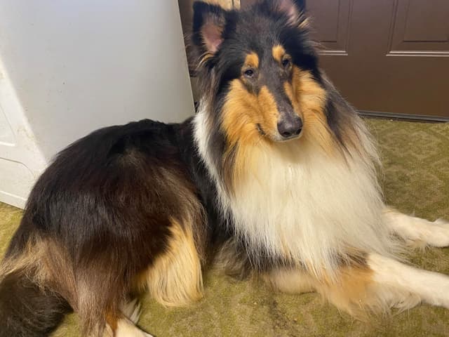 Collie Puppies media 4