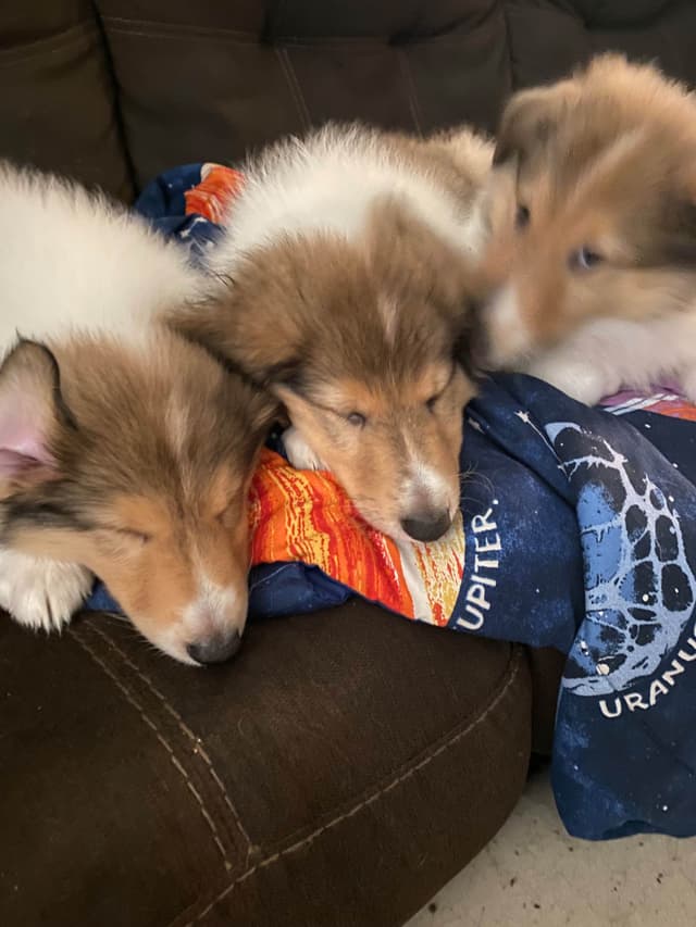 Collie Puppies media 6
