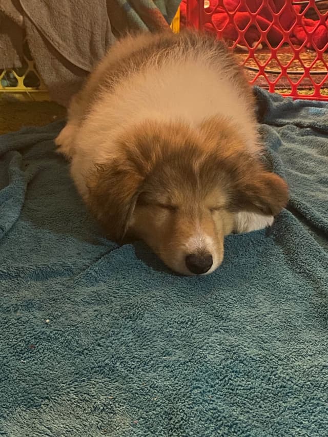 Collie Puppies media 9