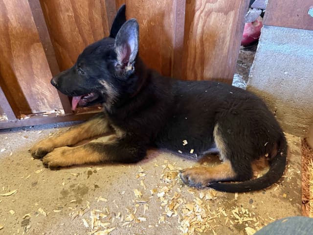 German Shepherd Dog Puppies media 2